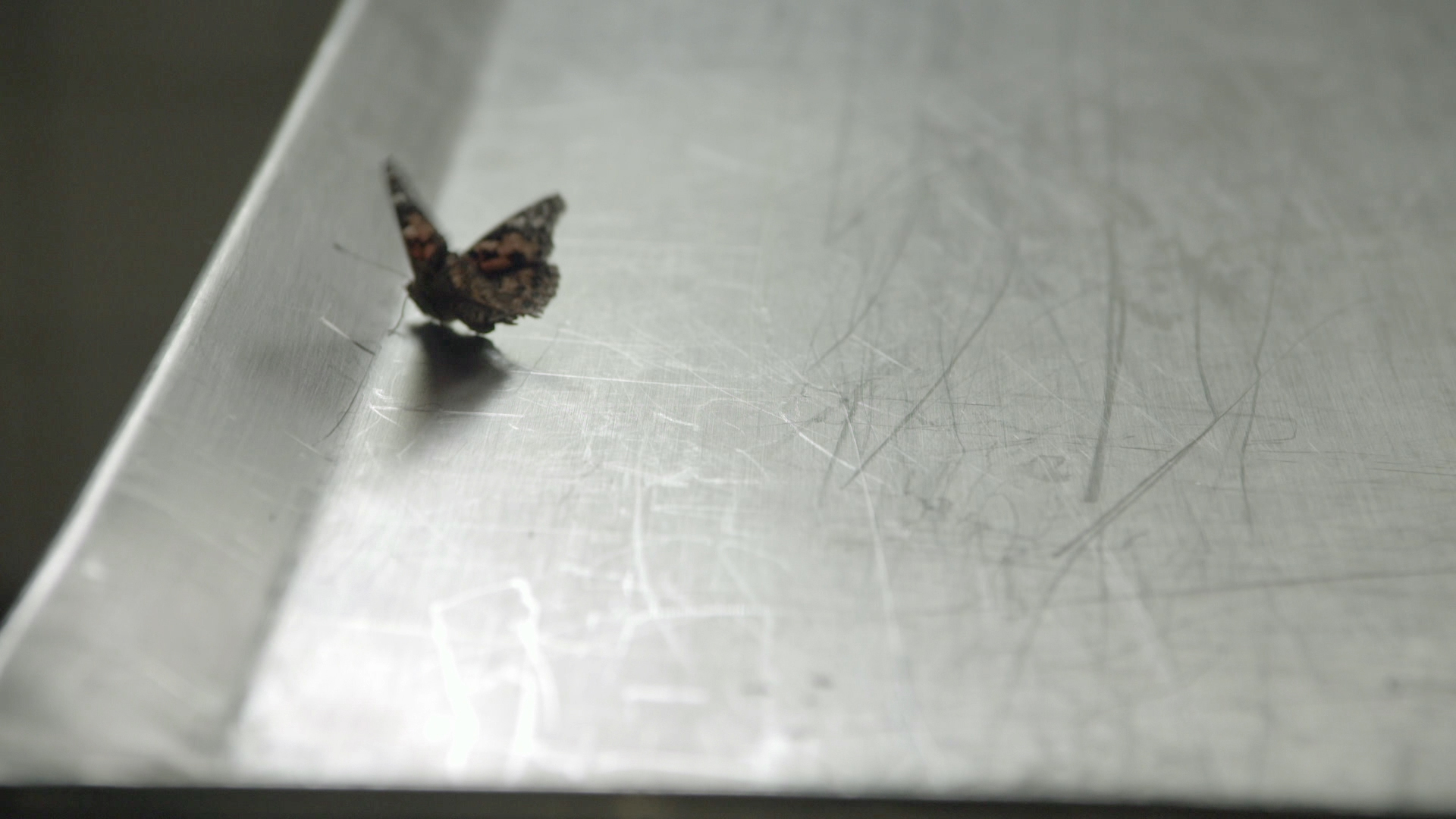 Formalin und Spiritus