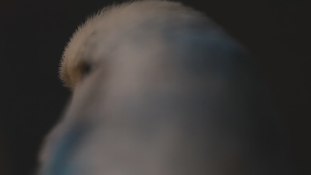 [ˈdʊŋkl̩ˌdɔɪ̯ʧlant]