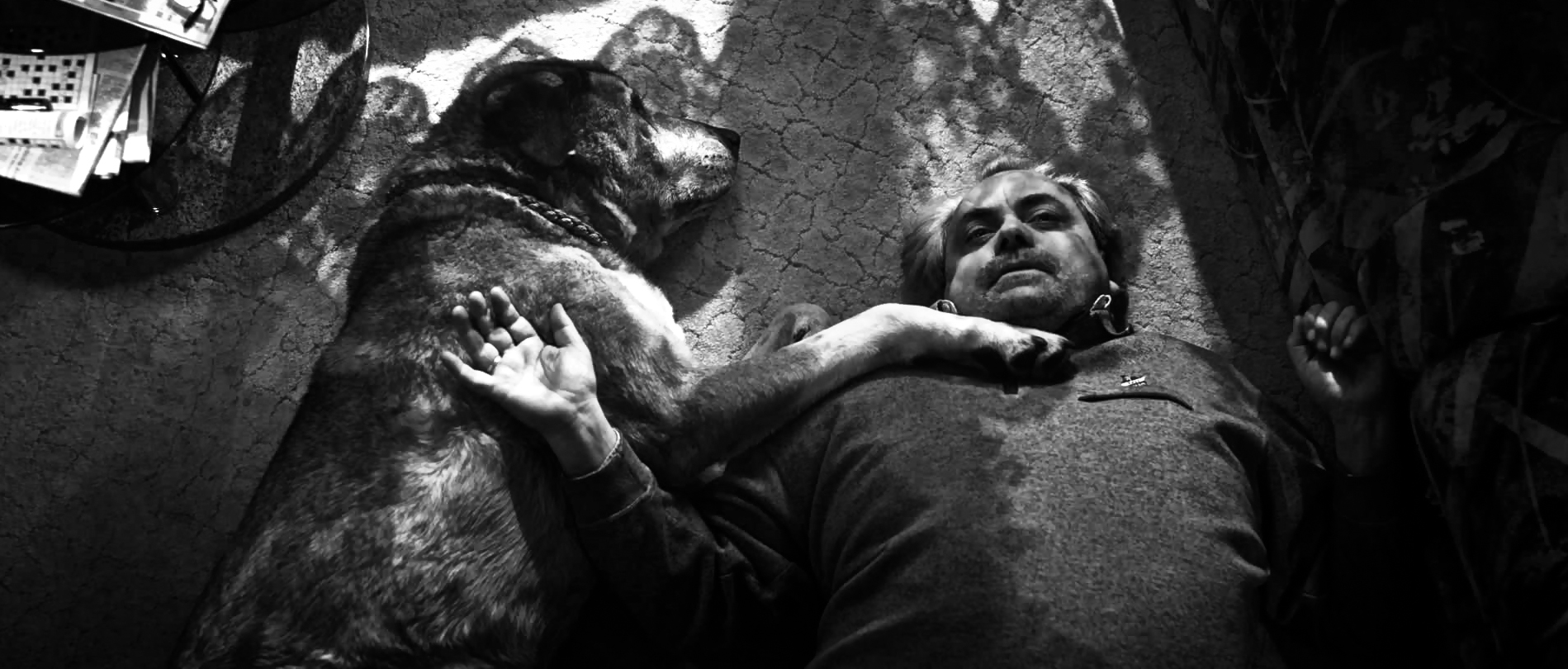 Von Hunden und Pferden