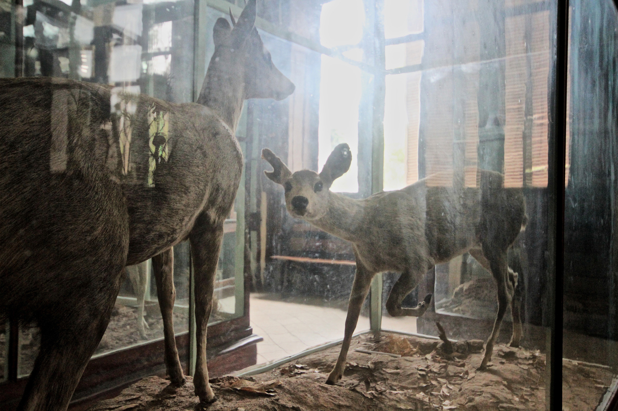 Schneewittchen (Snow White)