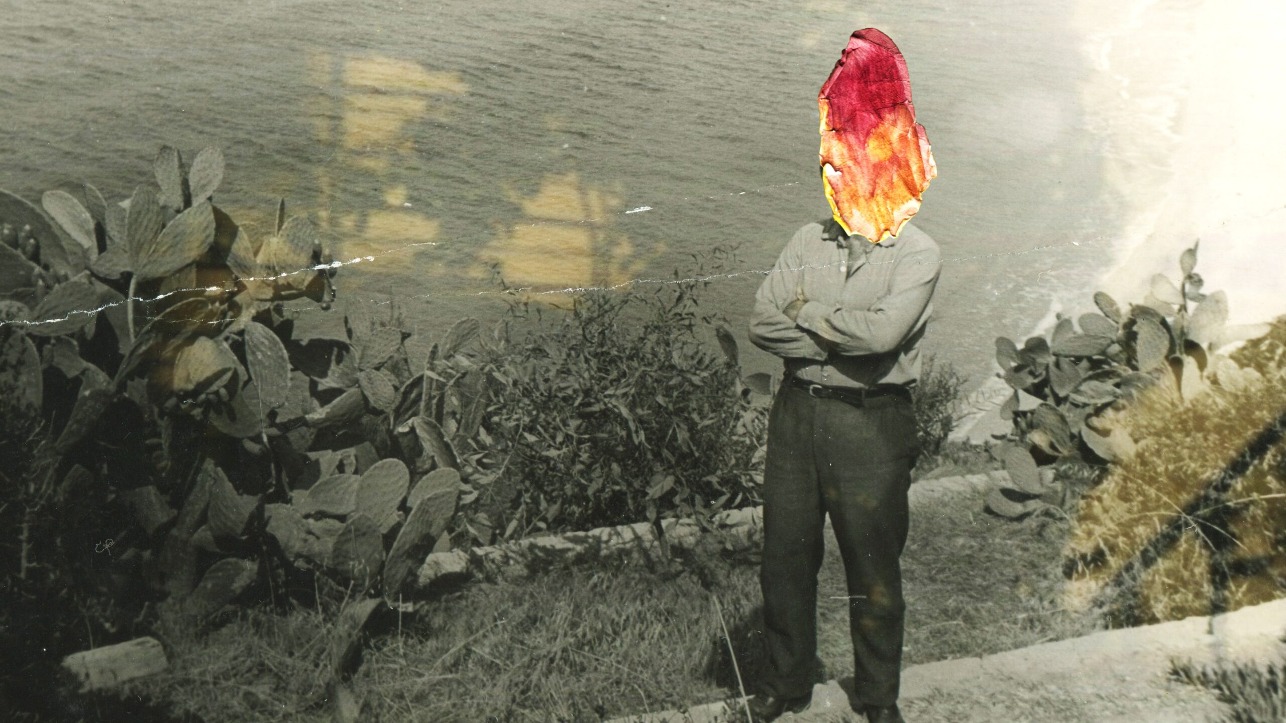 BETWEEN DELICATE AND VIOLENT